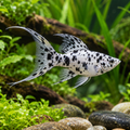 Representative Dalmatian Lyretail Molly with spotted body and extended outer tail rays