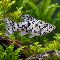 Representative black and white spotted Dalmatian Molly with standard tail