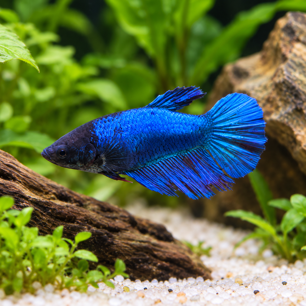 Premium Electric Blue Plakat Female Betta in a natural planted aquarium