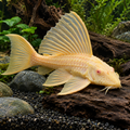 Albino Hi-Fin Sailfin Pleco resting on natural driftwood in a planted freshwater aquarium