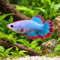 Premium Ice Blue Red Rim Plakat Female Betta in a natural planted aquarium