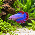 Premium Lavender Blue Red Plakat Female Betta in a natural planted aquarium