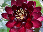 Attraction red water lily reference photograph