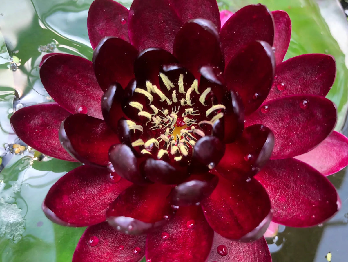 Attraction red water lily reference photograph