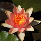 Comanche water lily variety reference photograph