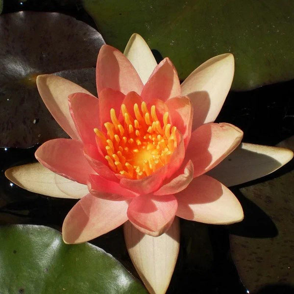 Comanche water lily variety reference photograph