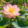 Illustration of a mature Mrs Perry Slocum sacred lotus; actual nursery plant and blooms may vary