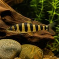 Black Banded Leporinus swimming in a natural Amazon-style freshwater aquarium