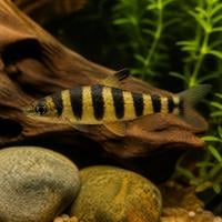 Black Banded Leporinus swimming in a natural Amazon-style freshwater aquarium