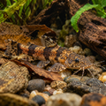 Marbled Akysis Catfish resting among natural river stones, leaf litter and driftwood