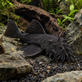 L034 Medusa Pleco among natural driftwood and river stones in a freshwater aquarium