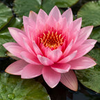 Medium Pink Water Lily – Mrs Richmond – representative plant image, actual plant and flowering stage may vary
