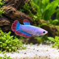Premium Pastel Blue Red Plakat Female Betta in a natural planted aquarium