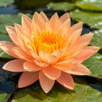 Peachy Orange Water Lily – representative plant image, actual plant and flowering stage may vary