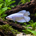 Premium Platinum Double Tail Female Betta in a natural planted aquarium