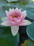 Riverside Aquatics reference image of Mrs Richmond Medium Pink Water Lily