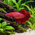 Premium Solid Red Plakat Female Betta in a natural planted aquarium