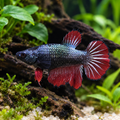 Premium Samurai Plakat Female Betta in a natural planted aquarium