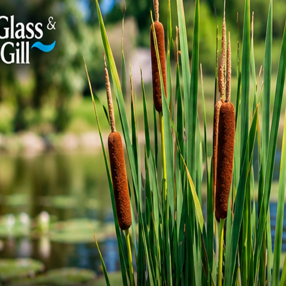 Illustrative Typha capensis bullrush with characteristic cylindrical seedheads; actual nursery plant may vary