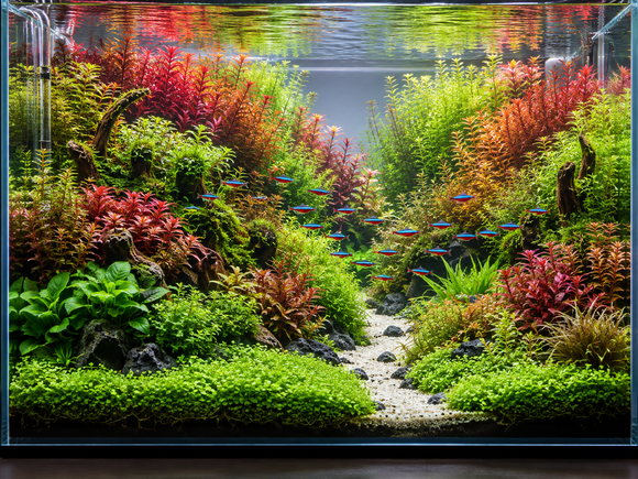 Intermediate Fishkeeping