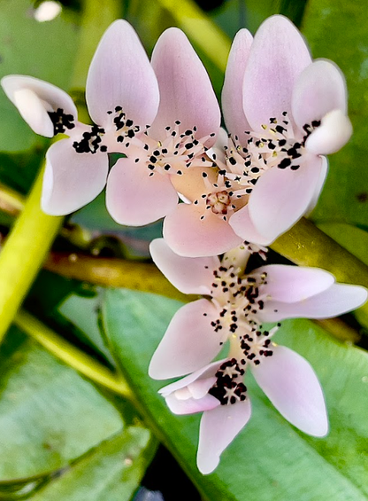 Water Hawthorn – Waterblommetjie – representative plant image, actual plant and flowering stage may vary