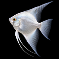 Plain silver angelfish with uniform silver body and no dark vertical stripes. AI-generated representative image; actual supplier fish may vary.