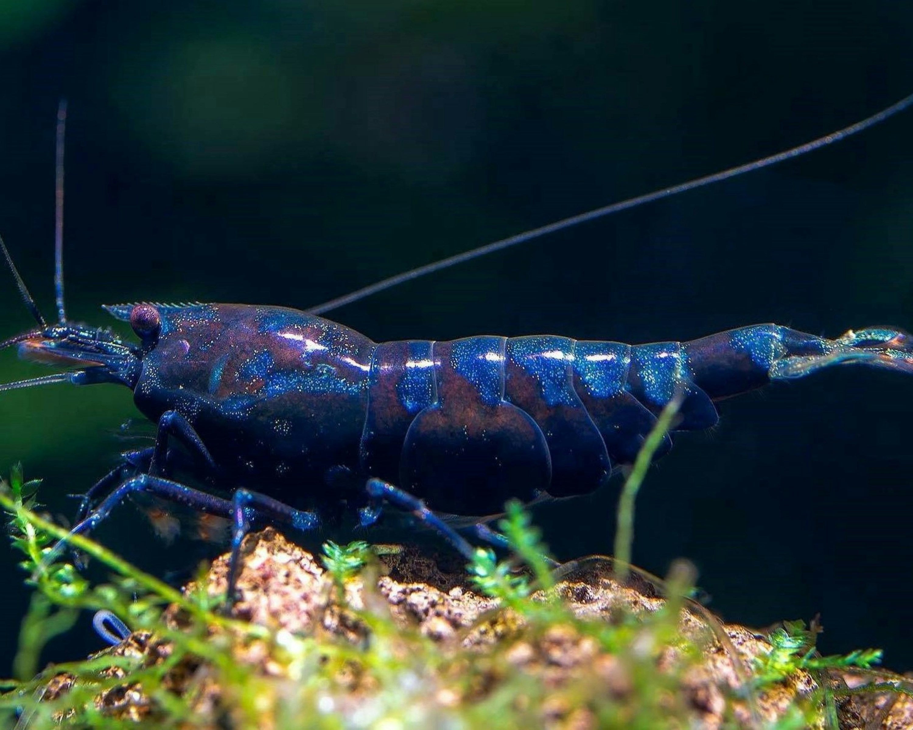 Blue velvet Neocaridina colour shrimp