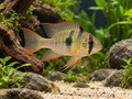 Representative Bolivian Ram (Mikrogeophagus altispinosus) in planted aquarium — AI-generated illustration