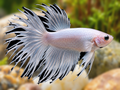 Representative Female Platinum Crowntail Betta in a natural aquascape; actual fish may vary