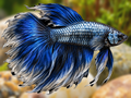 Representative Male Longfin Dragon Betta in a natural aquascape; actual fish may vary