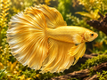 Representative Male 24K Gold Halfmoon Betta in a natural aquascape; actual fish may vary