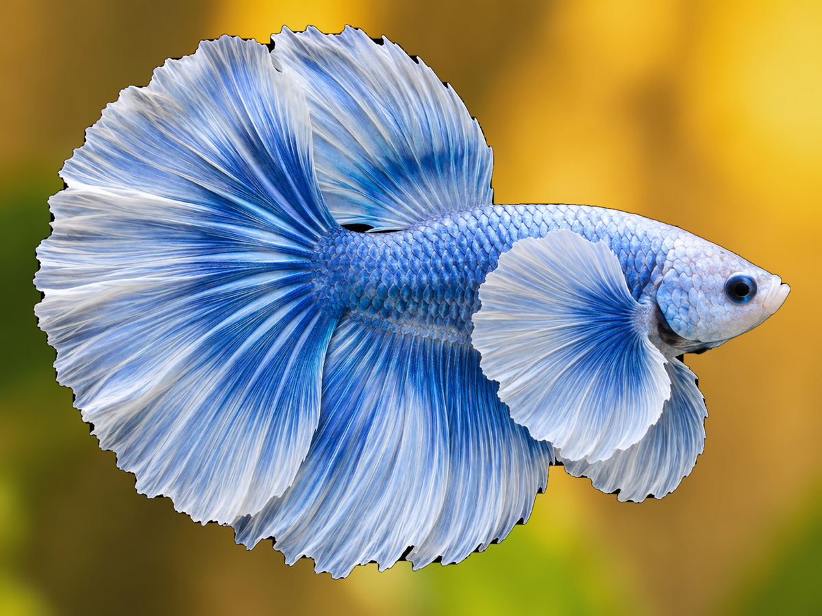 Representative Male Elephant Ear Halfmoon Plakat Betta in a natural aquascape; actual fish may vary