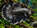 Representative Male Black Dragon Halfmoon Plakat Betta in a natural aquascape; actual fish may vary