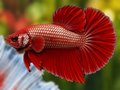 Representative Male Red Dragon Halfmoon Plakat Betta in a natural aquascape; actual fish may vary