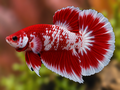 Representative Male Red Snow Halfmoon Plakat Betta in a natural aquascape; actual fish may vary