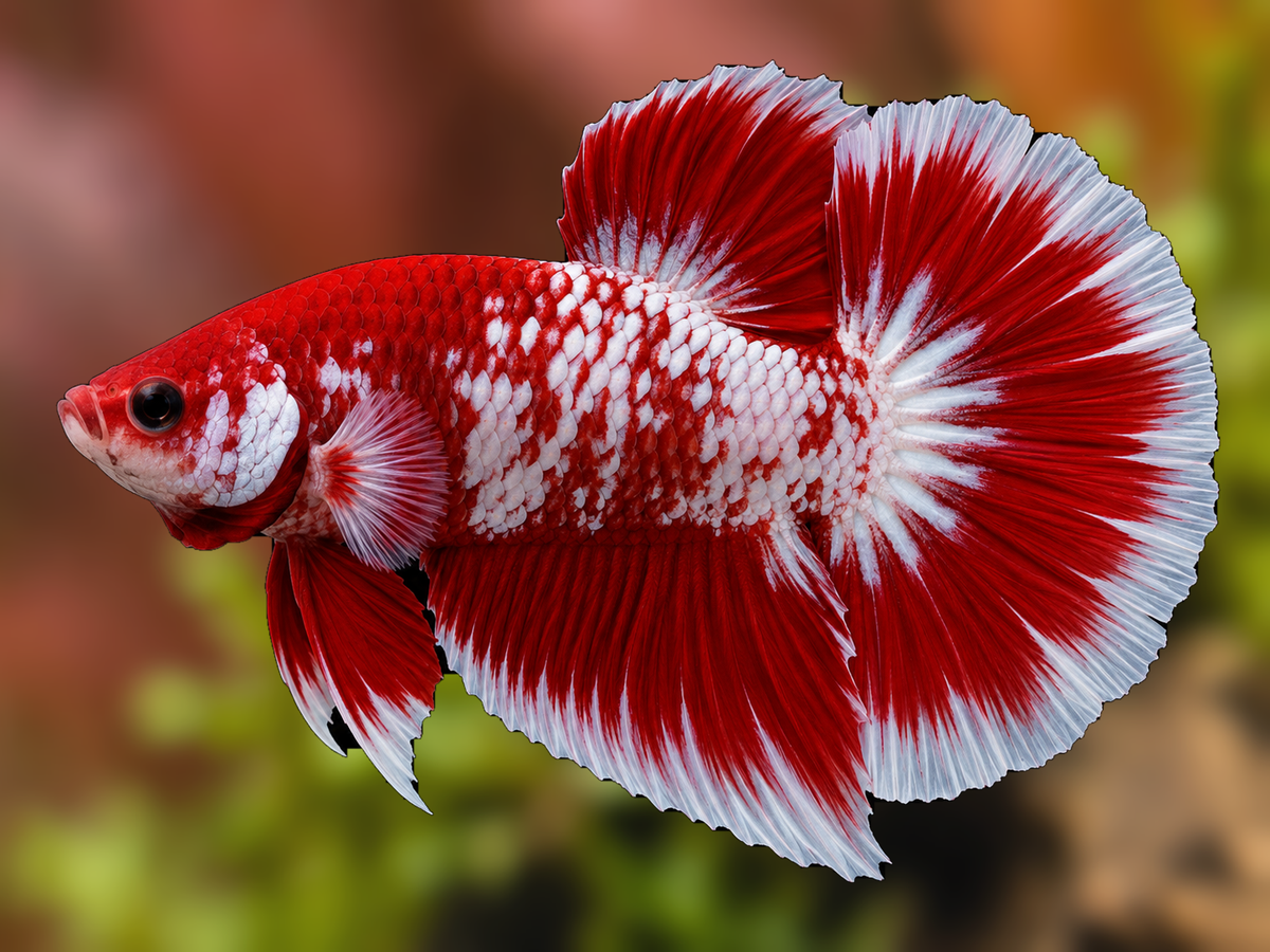 Representative Male Red Snow Halfmoon Plakat Betta in a natural aquascape; actual fish may vary