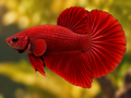 Representative Male Red Halfmoon Plakat Betta in a natural aquascape; actual fish may vary