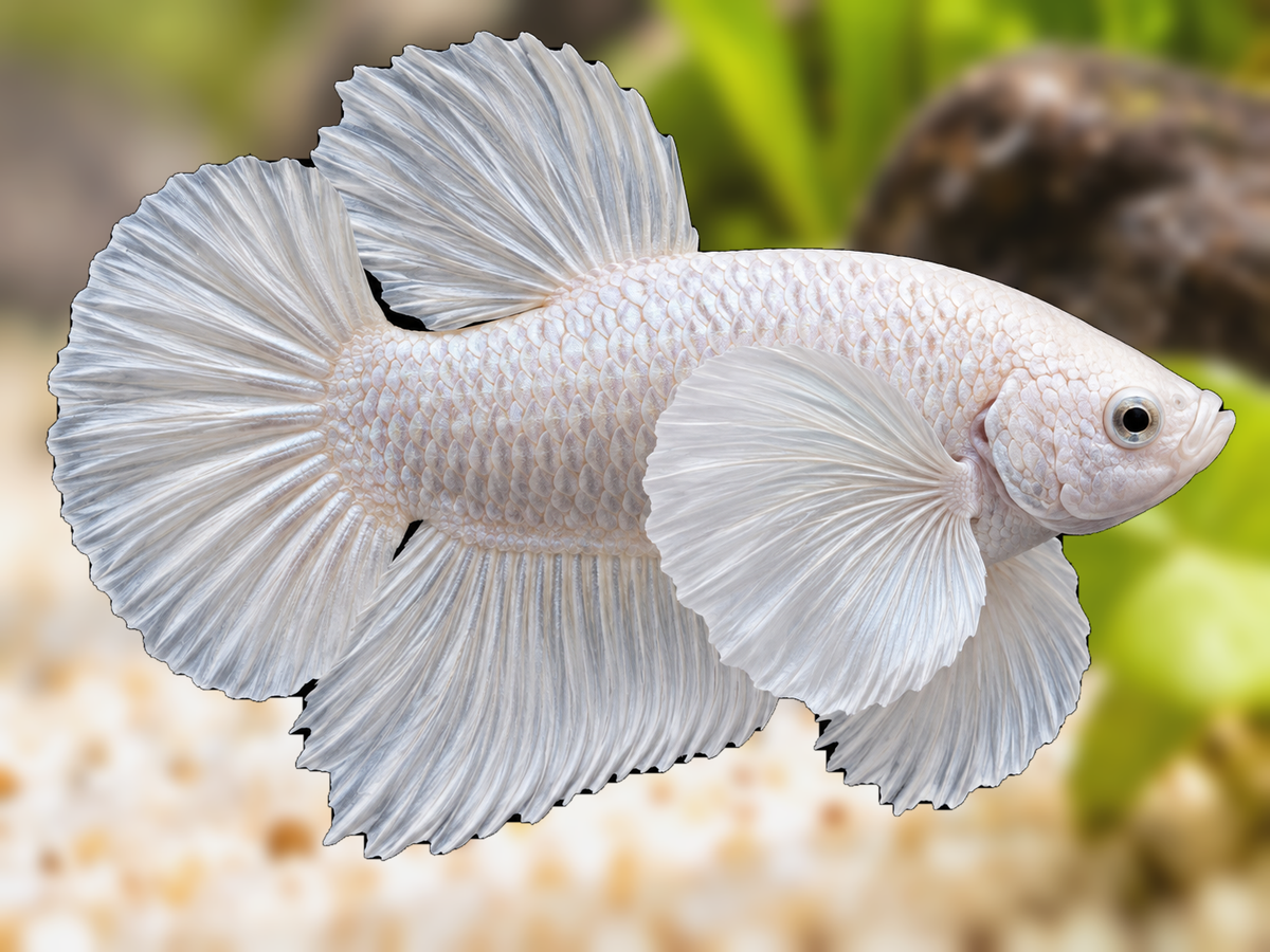 Representative Male Platinum Elephant Ear Plakat Betta in a natural aquascape; actual fish may vary