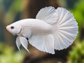 Representative Male White Halfmoon Plakat Betta in a natural aquascape; actual fish may vary