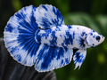 Representative Male White Blue Marble Halfmoon Plakat Betta in a natural aquascape; actual fish may vary