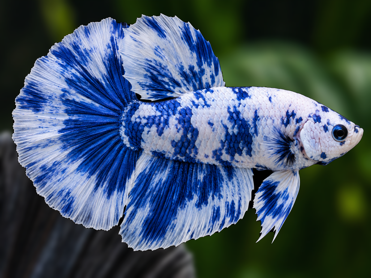 Representative Male White Blue Marble Halfmoon Plakat Betta in a natural aquascape; actual fish may vary