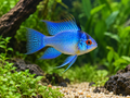Representative Electric Blue Ram (Mikrogeophagus ramirezi) in planted aquarium — AI-generated illustration