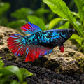Female blue avatar Betta representative square product render; individual fish may vary