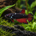 Female black fancy red-fin Betta representative square product render; individual fish may vary