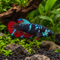 Female Blue Avatar Plakat Betta with turquoise markings and red-blue fins — representative enhanced image