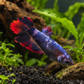 Female royal blue red Betta representative square product render; individual fish may vary