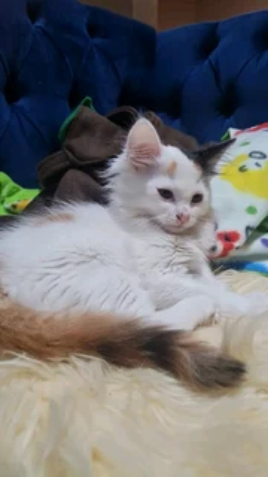 Actual individual Maine Coon cat — original seller photograph
