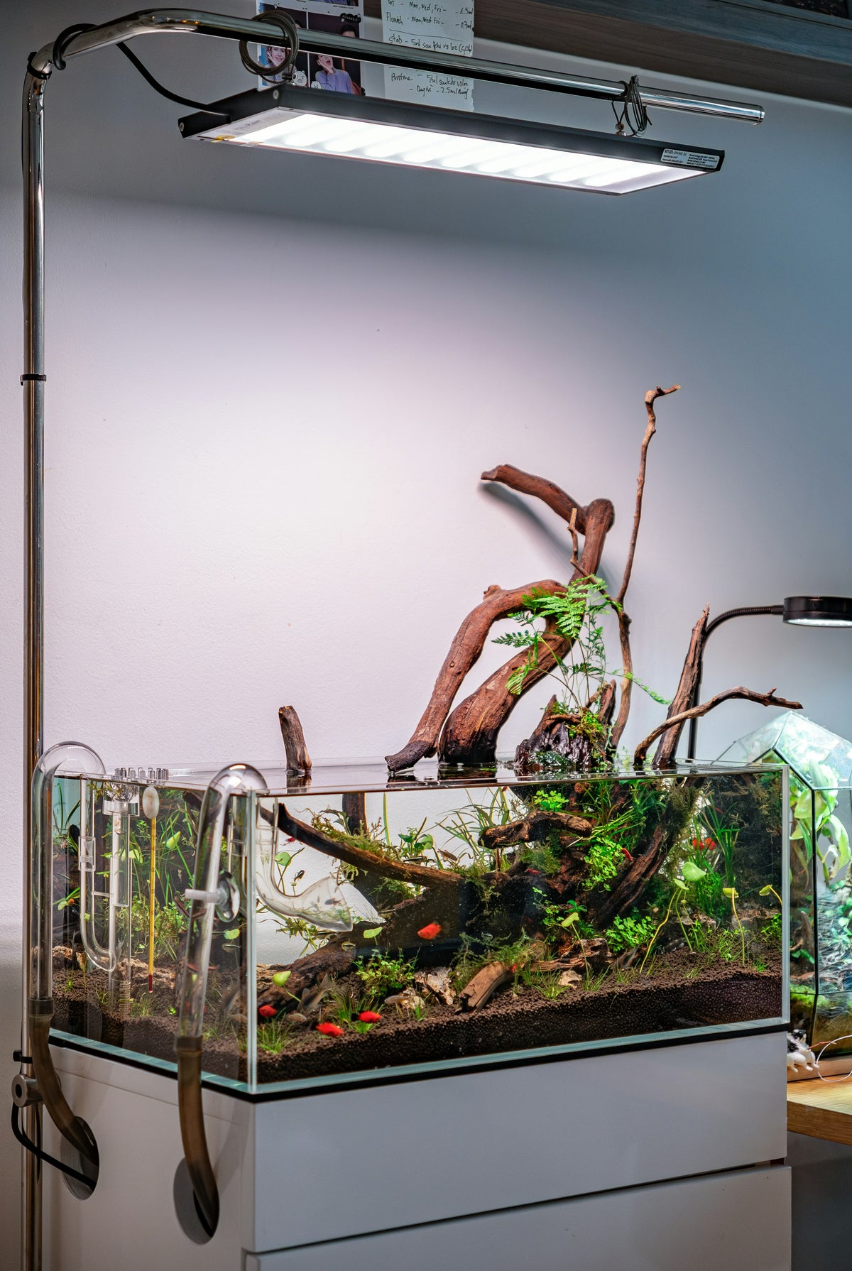 Planted freshwater aquascape with driftwood