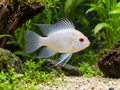 Representative Platinum Ram (Mikrogeophagus ramirezi), pale platinum form — AI-generated illustration