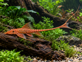 Illustrative Red Lizard Whiptail Catfish on driftwood; supplied fish may vary